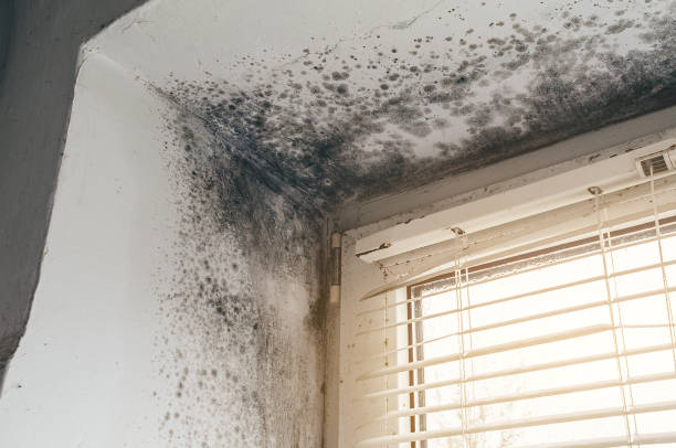 Affordable Mold Remediation solutions in Oxford, NC